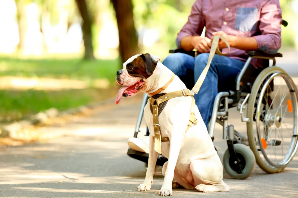 Service Animals dog next to wheelchair